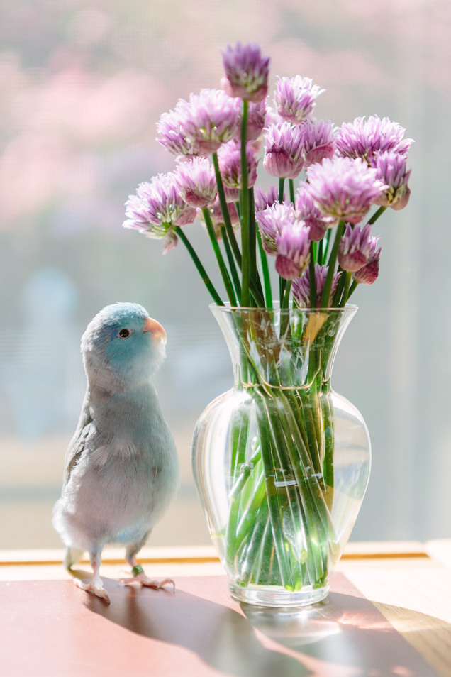 Flash the parrotlet stands next to and looks at a vase full of chive flowers