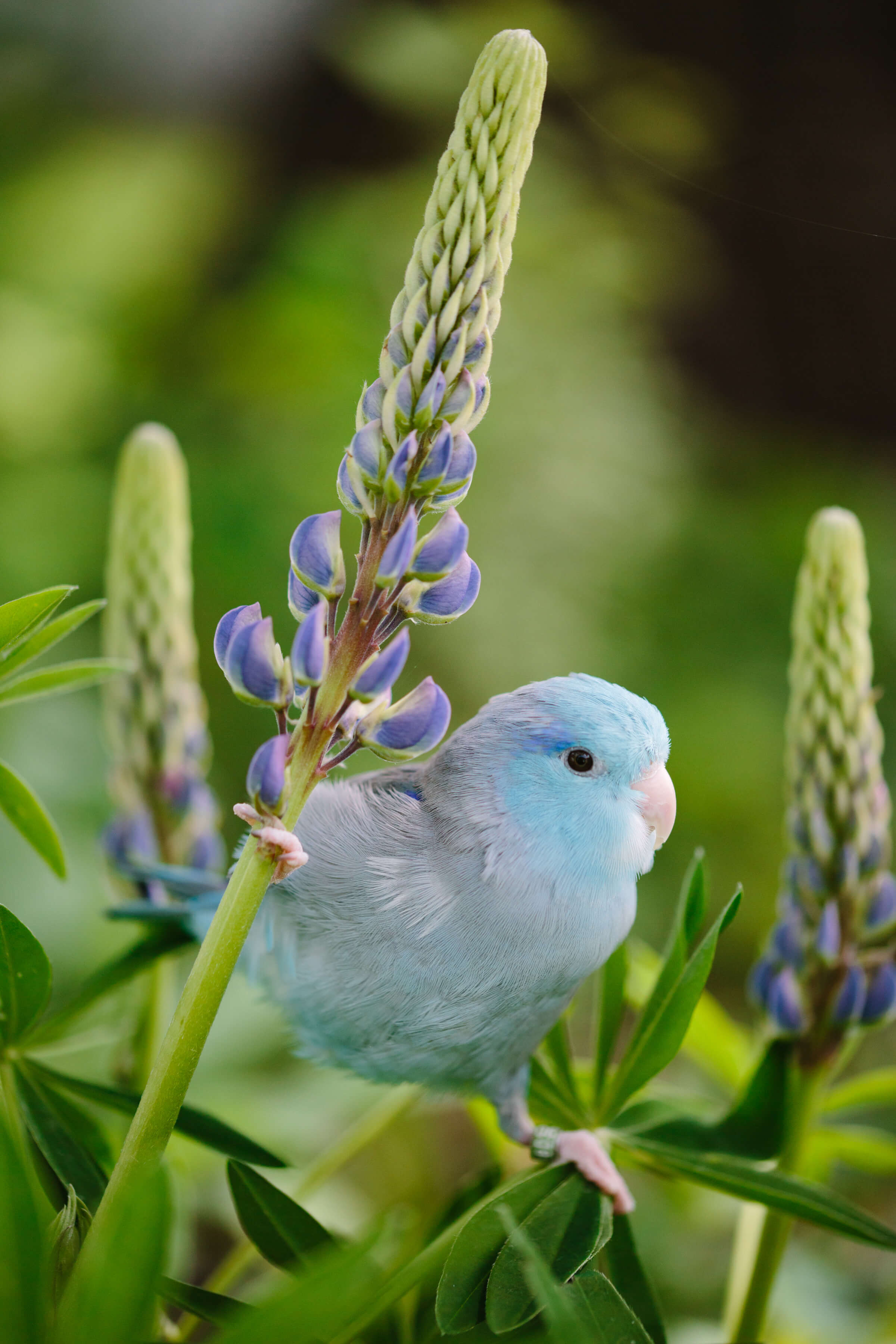 Flash the parrotlet does the splits while holding onto lupine flowers