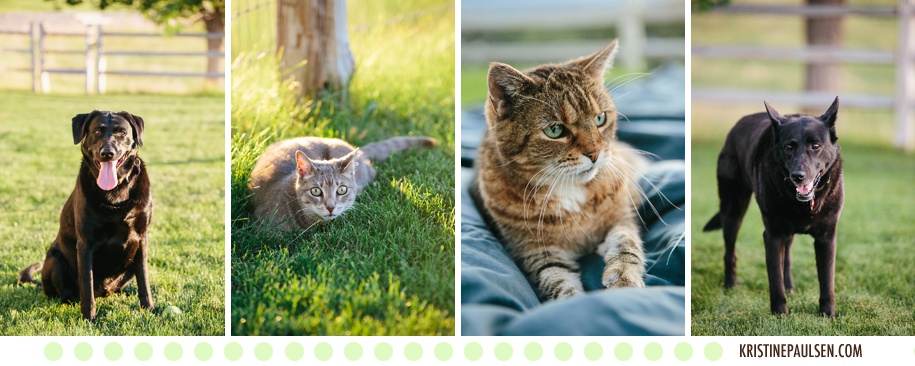 Furry Friends :: {Heather and Matt's Missoula Family Portraits with ...